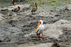 Nimmersatt (11 von 22).jpg